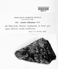 Psoronactis dilleniana image